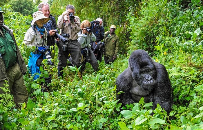 4 Days Bwindi Gorilla Trekking — guided tour with 12 Monkeys Tours & Safaris